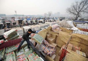 蔬菜批發價格連漲十周 探析背后的市場動態與應對之道